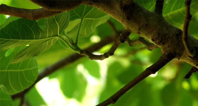 Leaves Without Fruit