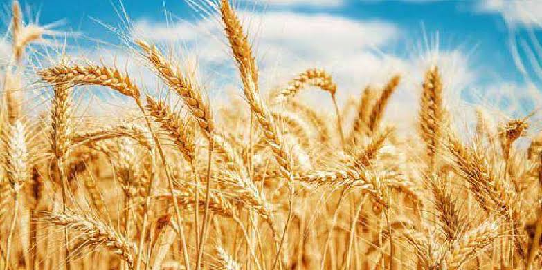 The Harvest Is Plenty