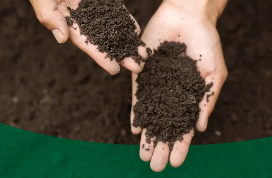 What Kind of Soil Is Your Heart?