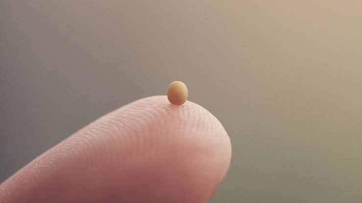 Do Not Despise Small Beginnings